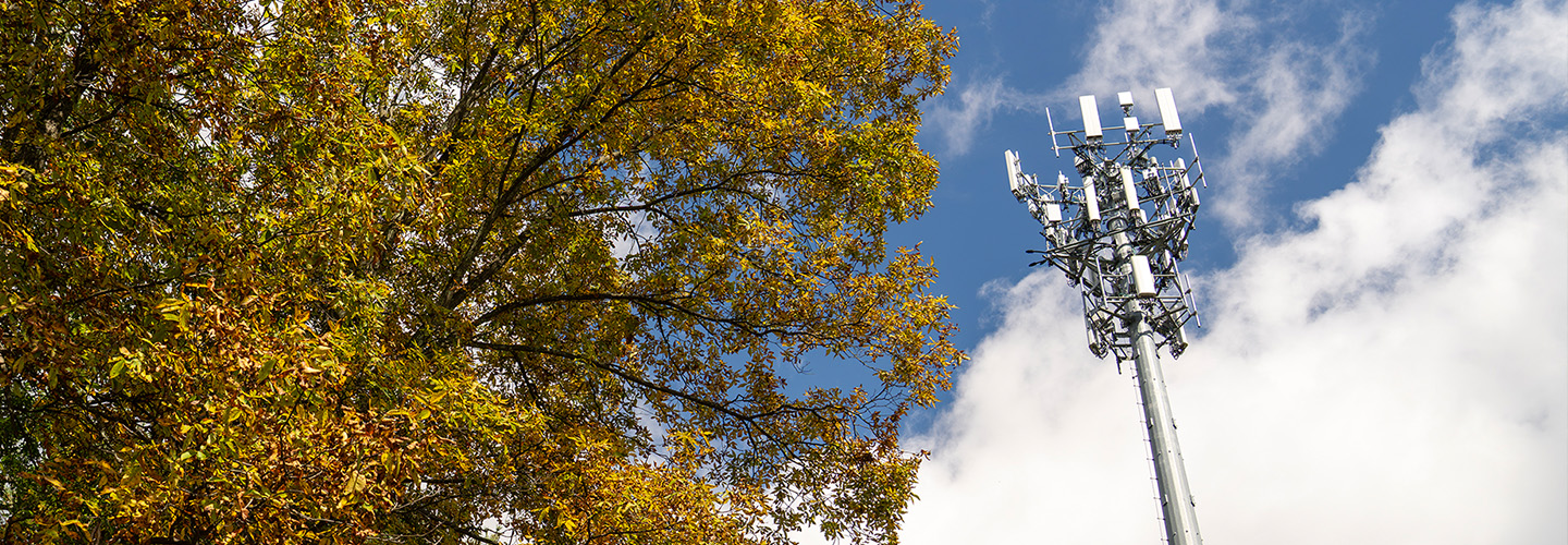 Large tree with yellow leaves next to cellular tower