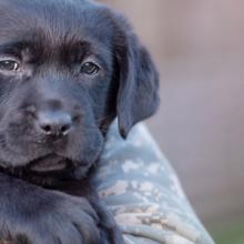 A man holds a black Labrador puppy in his arms. 