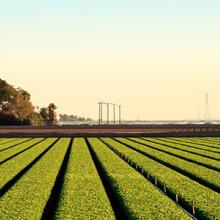 Agriculture fields in Calexico, California Agriculture fields in Calexico, California