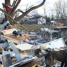 A first responder and K-9 dog stand surrounded by building and tree debris. A first responder and K-9 dog stand surrounded by building and tree debris.