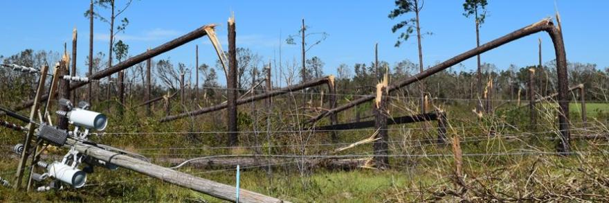 Toppled trees and telephone pole damage from a hurricane