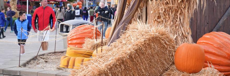 Hay bales, pumpkins and crowds of people at HalloWeekends at Cedar Point